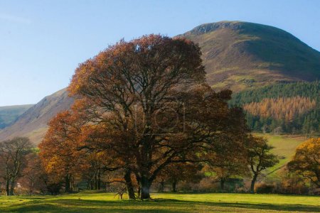 Téléchargez les photos : Un beau cliché d'arbres de couleur automne sur un champ vert avec un fond de colline - en image libre de droit