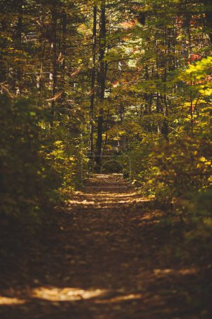 Foto de Un plano vertical de un sendero en el Parque Provincial Bon Echo en Ontario, Canadá, rodeado de árboles otoñales - Imagen libre de derechos