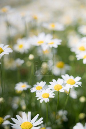 A vertical shot of daisies in a selective focus in a green field, suitable for phone wallpapers