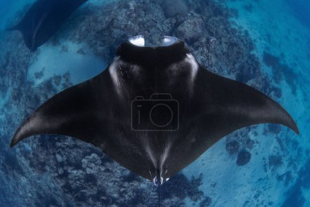Foto de Un rayo manta oceánico (Mobula birostris) bajo el agua - Imagen libre de derechos