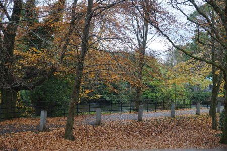 Téléchargez les photos : Le chemin couvert de feuilles tombées dans la forêt - en image libre de droit