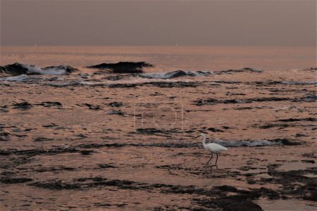 Photo for A heron walks into the sea illuminated by lilac light of the winter sunrise - Royalty Free Image