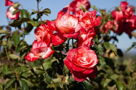 Téléchargez les photos : Un gros plan de roses roses brillantes en fleurs sur un buisson - en image libre de droit