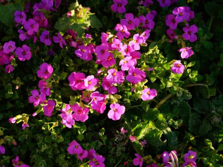 Foto de Un atractivo ramo de flores de jardín de Aubretia, tomadas con un destello de luz del sol naciente. - Imagen libre de derechos