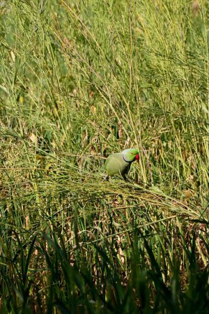 Photo for A vertical shot of a cute Rose-ringed parakeet (Psittacula krameri) resting on the plant stems - Royalty Free Image