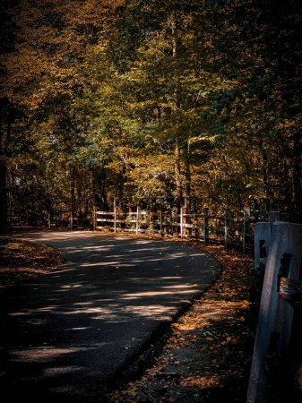 Foto de Vista vertical de un camino vacío rodeado de árboles otoñales en Germantown, Tennessee, Estados Unidos - Imagen libre de derechos