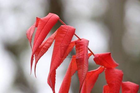 Foto de Un primer plano de hojas rojas de zafiro sobre el fondo borroso - Imagen libre de derechos