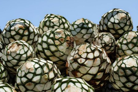 Téléchargez les photos : Un gros plan de fruits d'agave empilés à la ferme de production de tequila - en image libre de droit