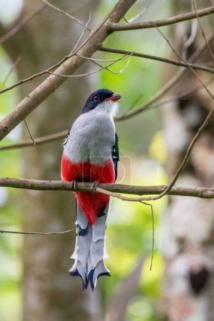 Photo for A vertical shot of a cuban trogon bird perched on a tree branch - Royalty Free Image