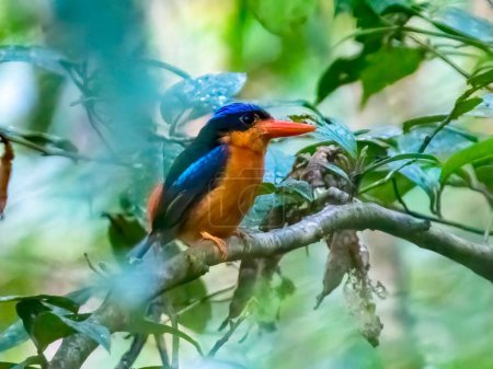Foto de Un salvaje Pescador Paradisiaco de Pechos Rojos posado en una rama en una hermosa selva tropical - Imagen libre de derechos