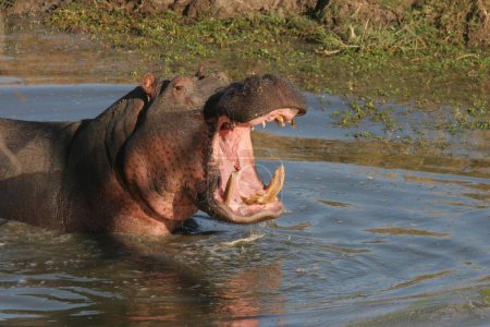 Foto de Un primer plano de un hipopótamo (Hippopotamus amphibius) en un estanque en Sabi Sands, Sudáfrica con la boca abierta - Imagen libre de derechos