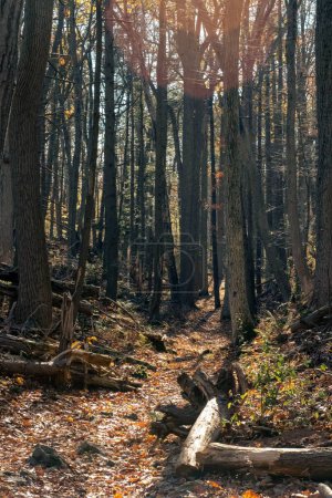 Foto de Un plano vertical de un sendero en un denso bosque otoñal durante el día en un día soleado - Imagen libre de derechos