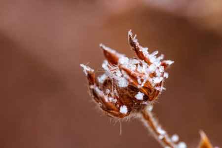 Foto de Un enfoque selectivo de cabezas de semillas congeladas con copos de nieve sobre fondo borroso - Imagen libre de derechos