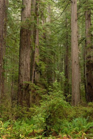 Photo for A vertical shot of lush green sitka spruce trees in Redwood National and State Park in California, USA - Royalty Free Image