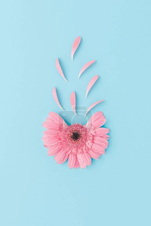 Photo for A vertical shot of a pink flower with scattered petals on the blue background - Royalty Free Image
