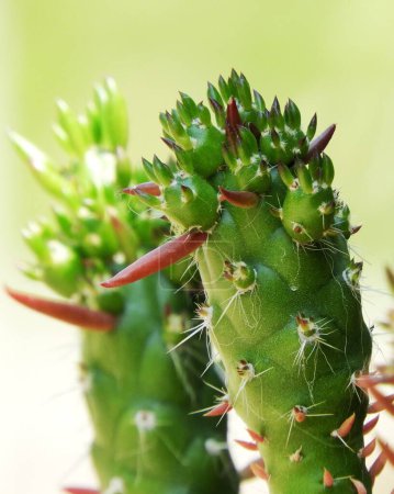 Téléchargez les photos : Un plan vertical de plante de cactus de pin des neiges du désert - en image libre de droit