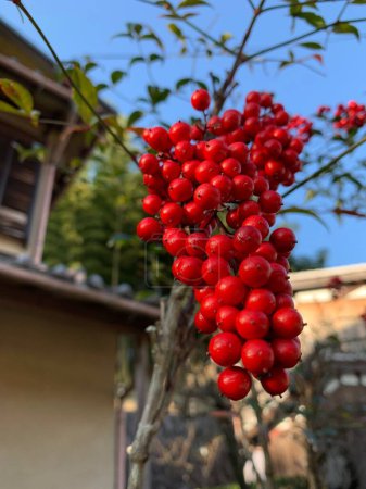 Téléchargez les photos : Fruit rouge vif sur les branches des arbres. - en image libre de droit