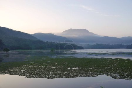 Téléchargez les photos : Une vue panoramique des plantes aquatiques flottant sur la surface du lac avec du brouillard couvrant les montagnes en arrière-plan - en image libre de droit