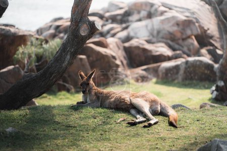 Foto de Un canguro tendido sobre el césped en el parque nacional Trial Bay Goal - Imagen libre de derechos