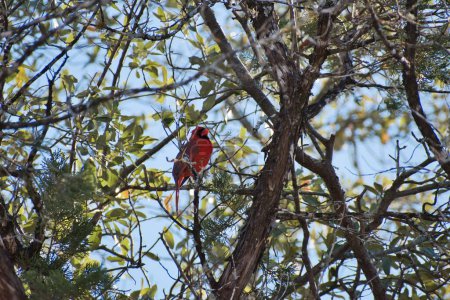 Téléchargez les photos : Un cardinal rouge perché sur une branche d'arbre - en image libre de droit