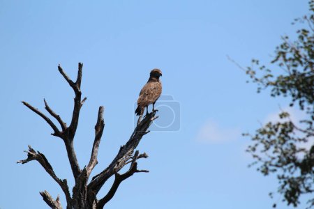 Téléchargez les photos : Foyer sélectif d'un aigle serpent brun (Circaetus cinereus) perché sur une branche d'arbre pendant la journée - en image libre de droit