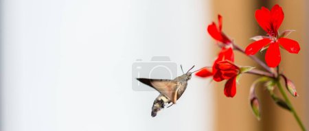 Photo for A panoramic shot of a sphinx moth flies around the red flower - Royalty Free Image