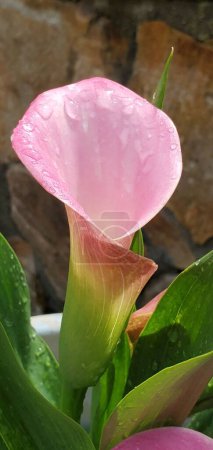 Téléchargez les photos : Gros plan d'un lis de calla rose humide dans un pot de fleurs (Zantedeschia aethiopica) - en image libre de droit