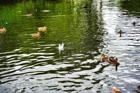 Photo for A beautiful shot of a flock of ducks floating on a lake in a park - Royalty Free Image