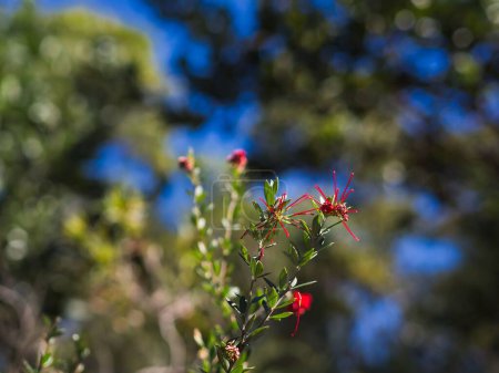 Foto de Un primer plano de una joven grevillea floreciente contra el cielo azul y el fondo borroso - Imagen libre de derechos
