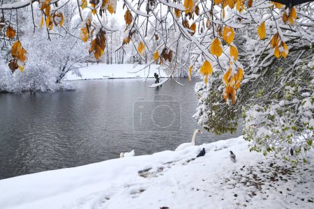 Photo for A beautiful winter view with the snowy ground, trees, and white swans standing on the coast - Royalty Free Image