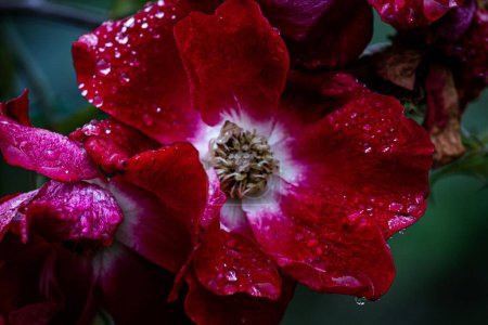 Téléchargez les photos : Gros plan d'une rose de glace bordeaux avec des gouttelettes d'eau dans un jardin - en image libre de droit