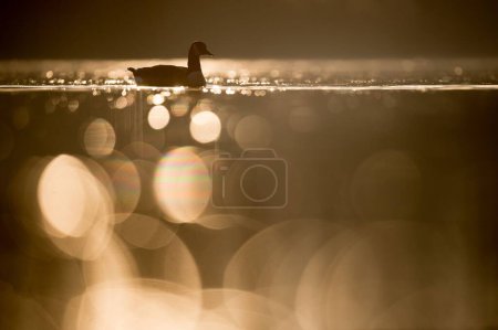 Foto de Un lindo ánade real (Anas platyrhynchos) nadando en las aguas doradas sobre el fondo borroso - Imagen libre de derechos