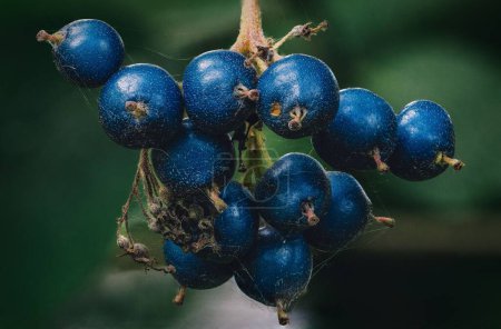 Photo for A closeup of Blueberry fruits with thin threads of spider web - Royalty Free Image