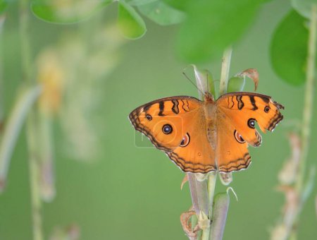 Junonia almana, the peacock pansy, is a species of nymphalid butterfly found in Cambodia and South Asia.