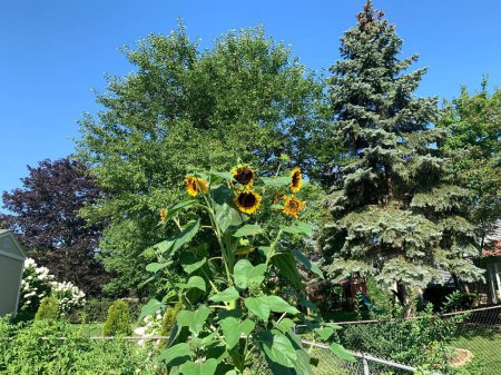 Photo for A beautiful scenery of green trees with some sunflowers in bloom under blue sky on a sunny day - Royalty Free Image