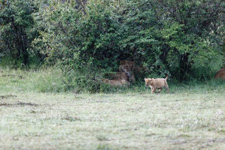 Téléchargez les photos : Un beau cliché d'un petit lion de la Topi Pride marchant autour des buissons verts dans le Masai Mara, Kenya - en image libre de droit
