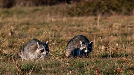 Photo for A selective focus shot of two raccoons (Procyon lotor) in a field - Royalty Free Image