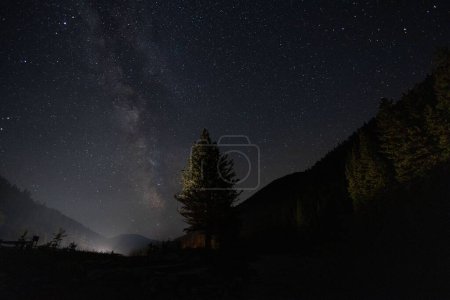 Photo for The trees in the forest against the background of the beautiful starry sky. - Royalty Free Image