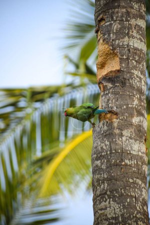 Photo for A vertical shot of a rose-ringed parakeet clinging to a palm tree trunk with blur background - Royalty Free Image