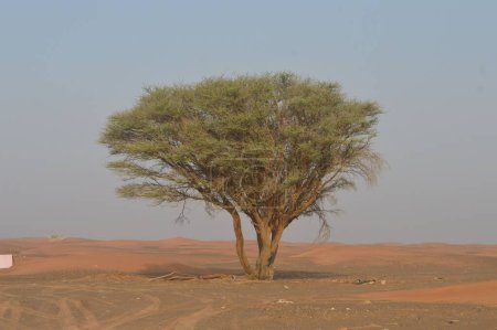 Foto de Una hermosa toma de un solo árbol verde en un campo durante el día - Imagen libre de derechos