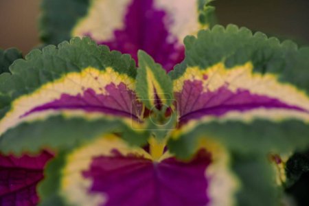 Téléchargez les photos : Un gros plan sélectif de feuilles colorées d'un Coleus - en image libre de droit