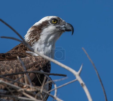 Photo for A closeup of osprey in background of blue sky - Royalty Free Image