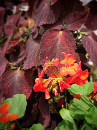 Téléchargez les photos : Un gros plan de belles fleurs rouges et de feuilles rouges dans un jardin - en image libre de droit