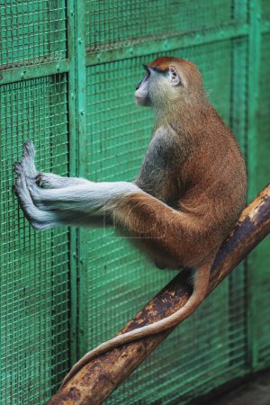 Téléchargez les photos : Singe Patas commun assis sur un gros bâton de bois étirant ses jambes sur la clôture de la cage au zoo - en image libre de droit