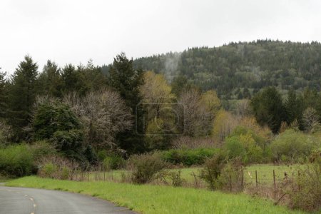 Foto de Un pintoresco plano de una carretera contra el Parque Nacional y Estatal de Redwood en el norte de California, EE.UU. - Imagen libre de derechos