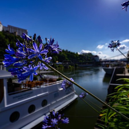 Photo for A closeup shot of beautiful African lily flowers blooming on the harbor - Royalty Free Image