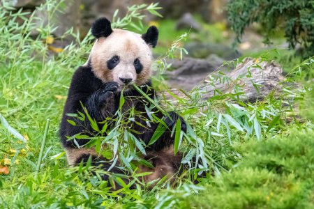 Foto de Joven panda gigante comiendo bambú en la hierba, retrato - Imagen libre de derechos