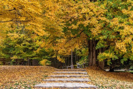 Téléchargez les photos : Un beau paysage de passerelle dans la paisible forêt d'automne jaune - en image libre de droit