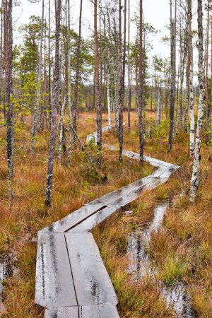 Photo for A vertical shot of a walking wooden path in a forest with tall trees - Royalty Free Image