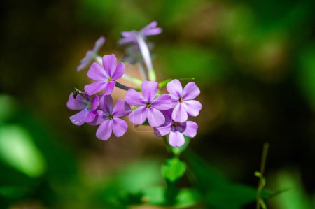 Téléchargez les photos : Un gros plan de petites fleurs violettes de phlox glaberrima - en image libre de droit